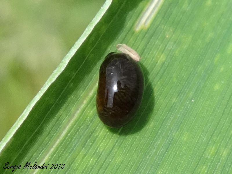 Strano esserino: larva di Oulema sp. (Chrysomelidae)